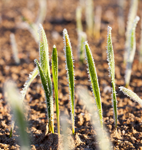 Charleston Helicopter Frost and Ice